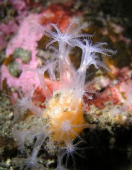Dead men's fingers leather coral, Oslo Fiord. by Christian Skauge 